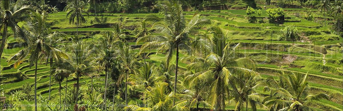 Peter Bellingham Photography Rice Terraces - Bali (PBH4 00 16580)